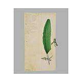 Dallaiti Гусиное перо Piu04 оливковое, 1746665
